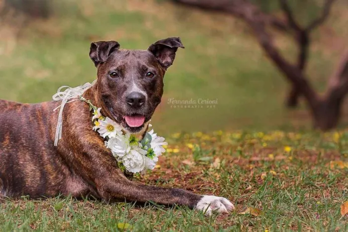 Cachorro ra a Mix pitbull  idade 6 ou mais anos nome Vitória 