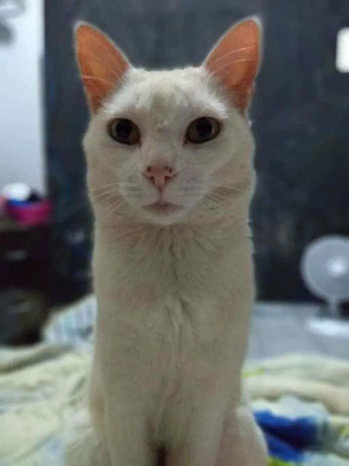 Gato ra a viralata idade 5 anos nome Branquelo