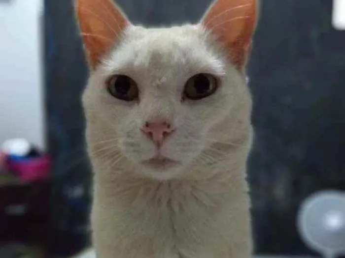 Gato ra a viralata idade 5 anos nome Branquelo