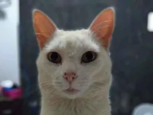 Gato raça viralata idade 5 anos nome Branquelo