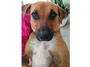 Cachorro raça SRD idade 1 ano nome _SEM NOME_
