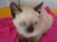 Nenenzinha