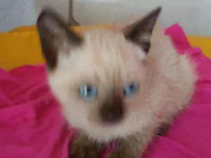 Gato raça Siames idade 2 a 6 meses nome Nenenzinha