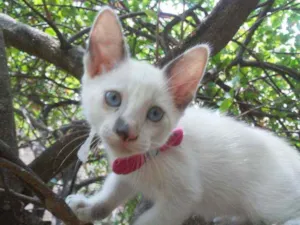 Gato raça Comum idade 2 a 6 meses nome Fofura