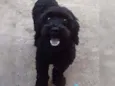 Levi