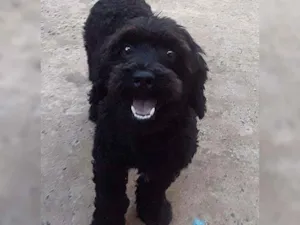 Cachorro raça Poodle idade 1 ano nome Levi
