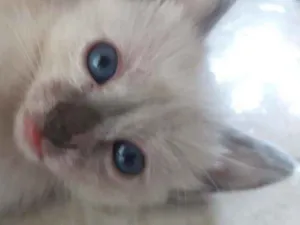 Gato raça Não sei idade Abaixo de 2 meses nome Não tem