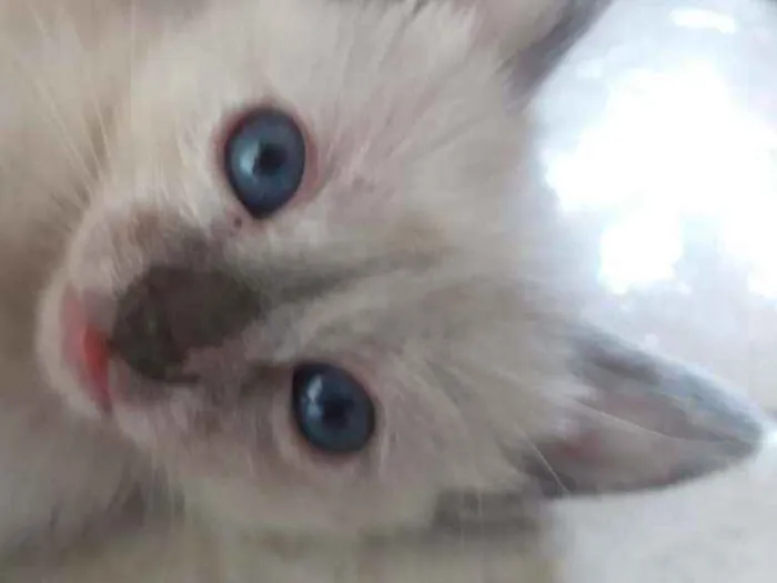 Gato ra a Não sei idade Abaixo de 2 meses nome Não tem