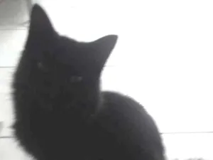 Gato raça  idade 1 ano nome Pretinho