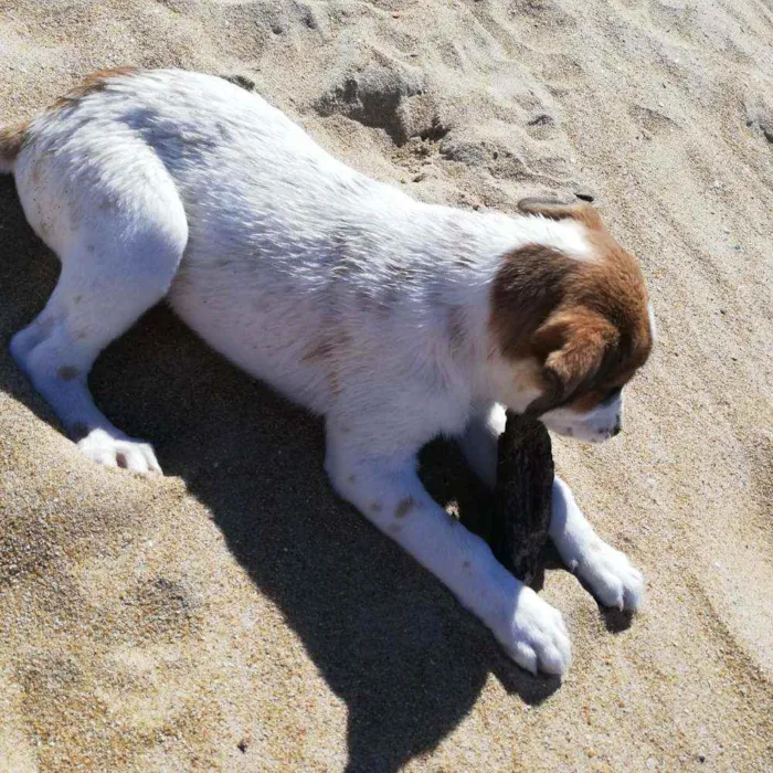 Cachorro raça Sem raça definida idade 2 a 6 meses nome Mochi
