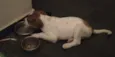 Mochi