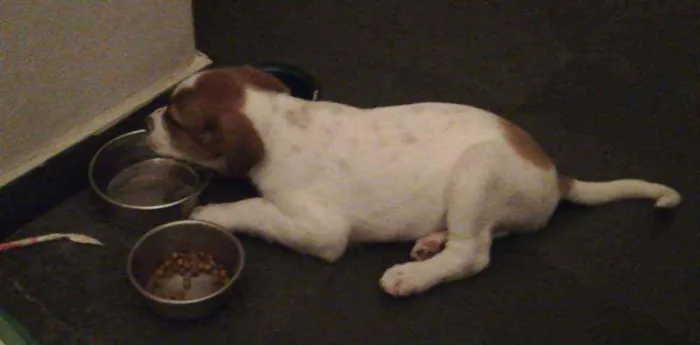 Cachorro raça Sem raça definida idade 2 a 6 meses nome Mochi