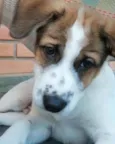 Mochi