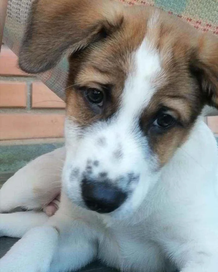 Cachorro raça Sem raça definida idade 2 a 6 meses nome Mochi