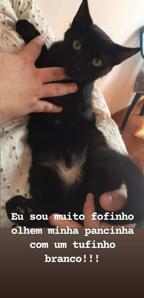 Gato raça SRD-ViraLata idade 2 a 6 meses nome Sallem