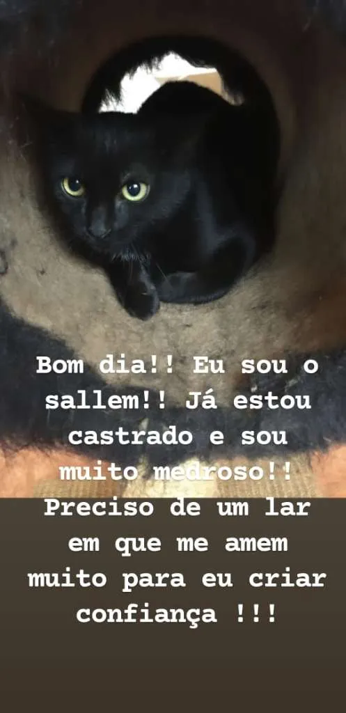 Gato raça SRD-ViraLata idade 2 a 6 meses nome Sallem
