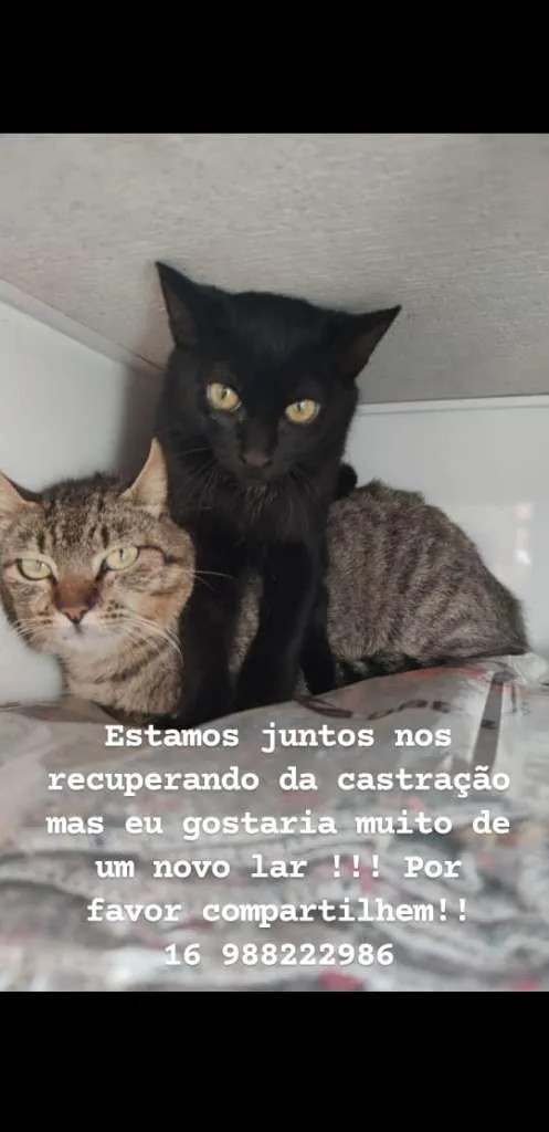Gato raça SRD-ViraLata idade 2 a 6 meses nome Sallem