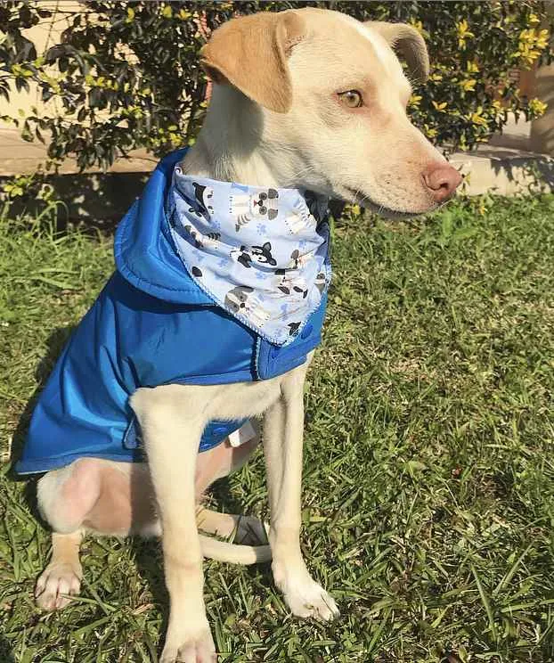 Cachorro ra a Sem Raça Definida idade 2 a 6 meses nome VICENTE 