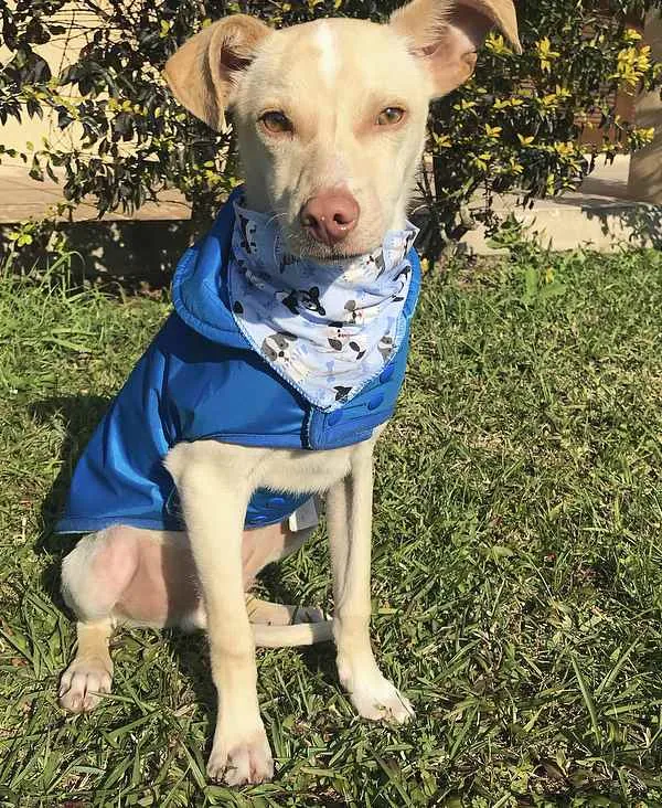 Cachorro ra a Sem Raça Definida idade 2 a 6 meses nome VICENTE 