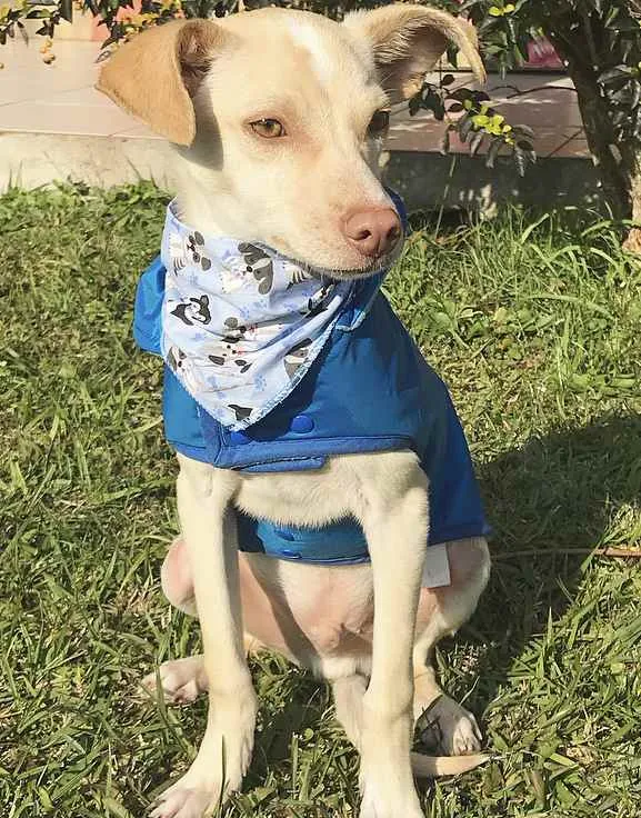 Cachorro ra a Sem Raça Definida idade 2 a 6 meses nome VICENTE 