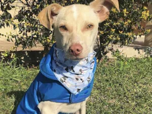 Cachorro raça Sem Raça Definida idade 2 a 6 meses nome VICENTE 
