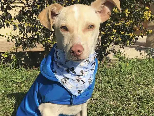 Cachorro ra a Sem Raça Definida idade 2 a 6 meses nome VICENTE 