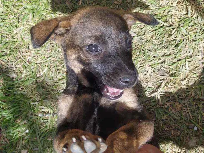 Cachorro ra a Sem raça  idade 2 a 6 meses nome Sem nome 