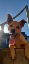 Nico