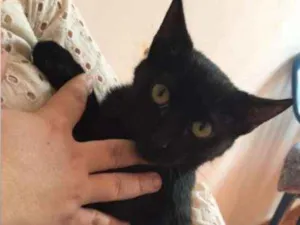 Gato raça SRD-ViraLata idade 2 a 6 meses nome Sallem
