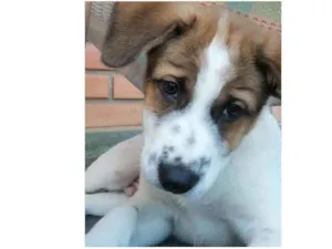 Cachorro raça Sem raça definida idade 2 a 6 meses nome Mochi