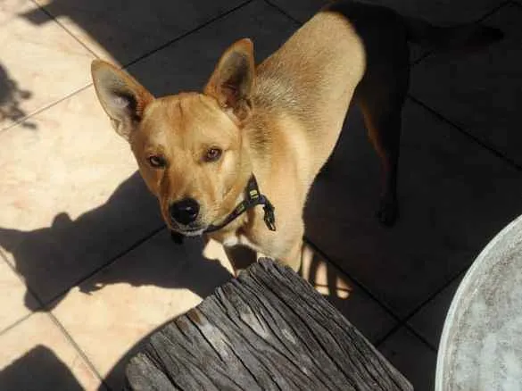 Cachorro ra a SRD-ViraLata idade 1 ano nome Nico
