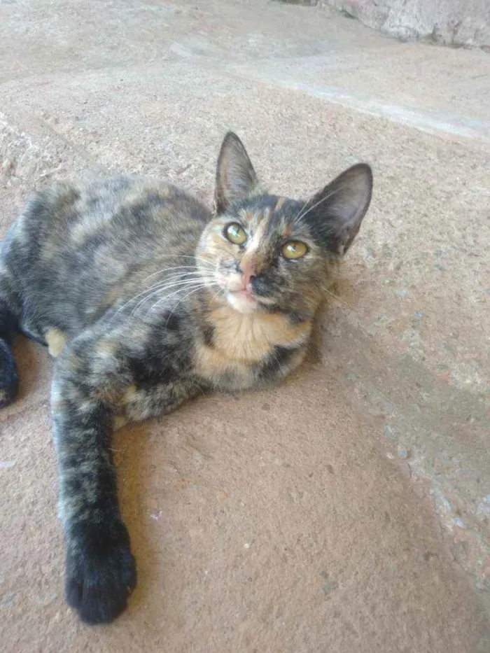 Gato ra a Vira-lata idade 2 a 6 meses nome Lily