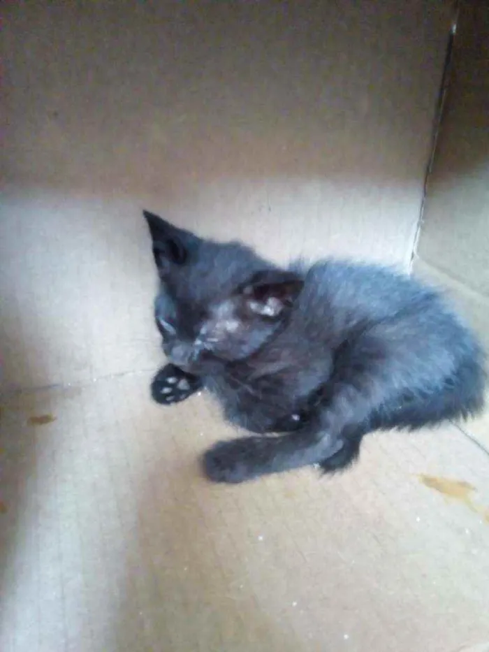 Gato ra a Sem raça definida  idade 2 a 6 meses nome Sem nome definido 