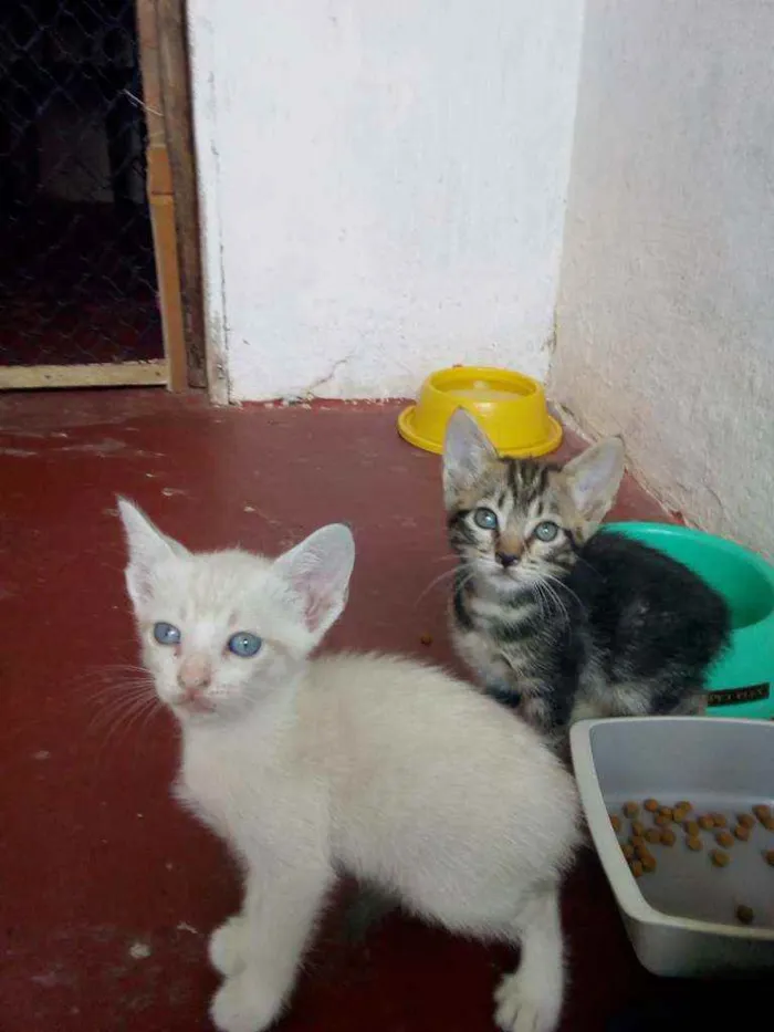 Gato ra a Sem raça definida  idade 2 a 6 meses nome Sem nome definido 