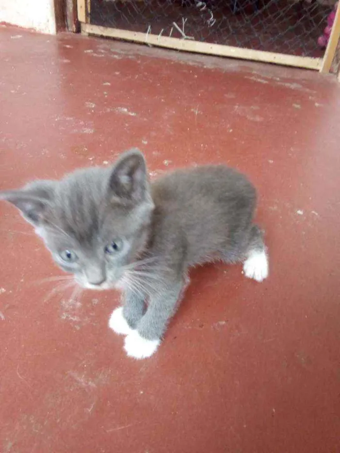 Gato ra a Sem raça definida  idade 2 a 6 meses nome Sem nome definido 