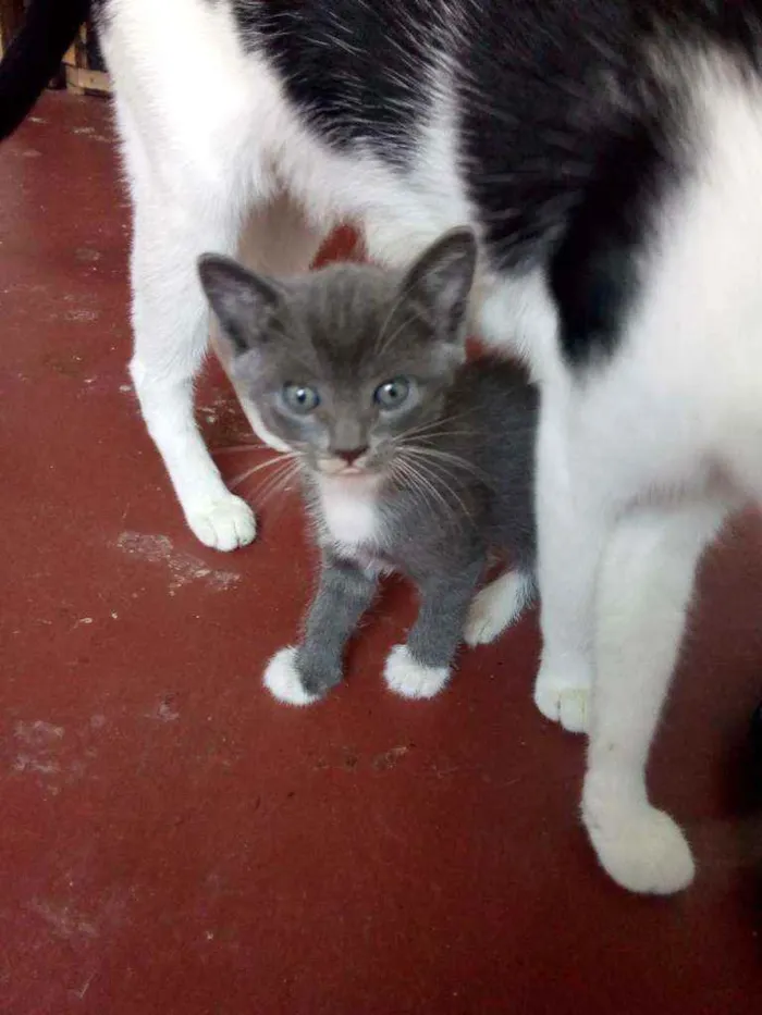 Gato ra a Sem raça definida  idade 2 a 6 meses nome Sem nome definido 