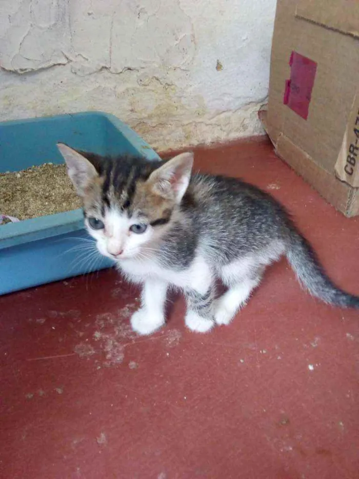 Gato ra a Sem raça definida  idade 2 a 6 meses nome Sem nome definido 