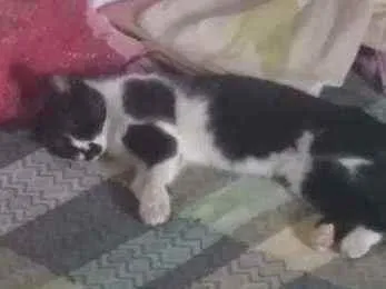 Gato ra a Vira-lata idade 1 ano nome Bigodinha