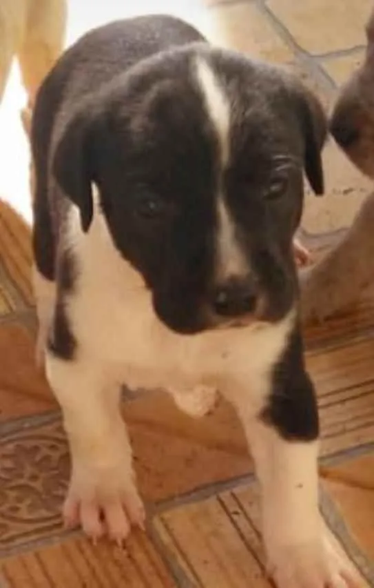 Cachorro ra a SRD idade Abaixo de 2 meses nome Honda