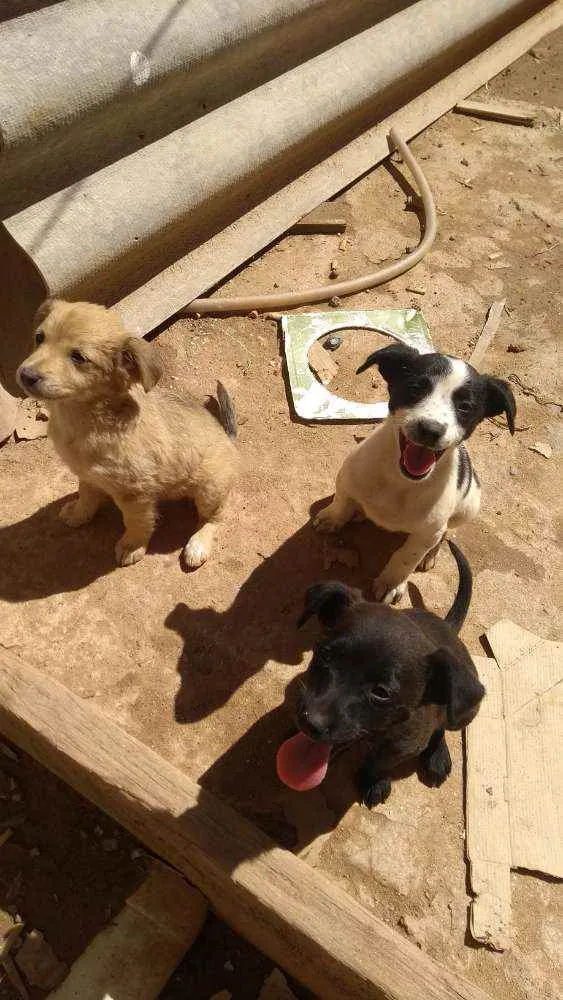 Cachorro ra a Sem raça idade Abaixo de 2 meses nome São filhotes