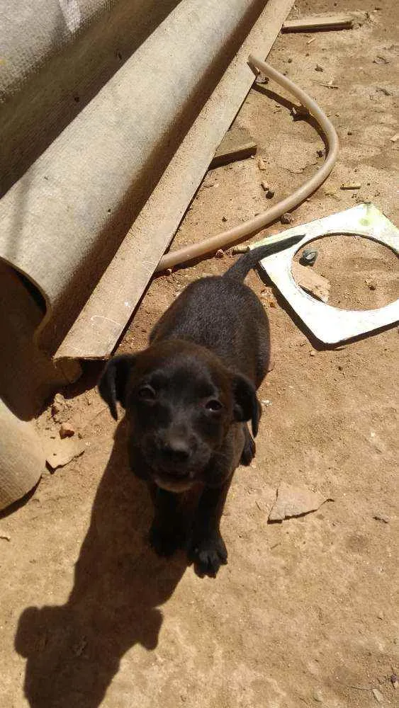 Cachorro ra a Sem raça idade Abaixo de 2 meses nome São filhotes