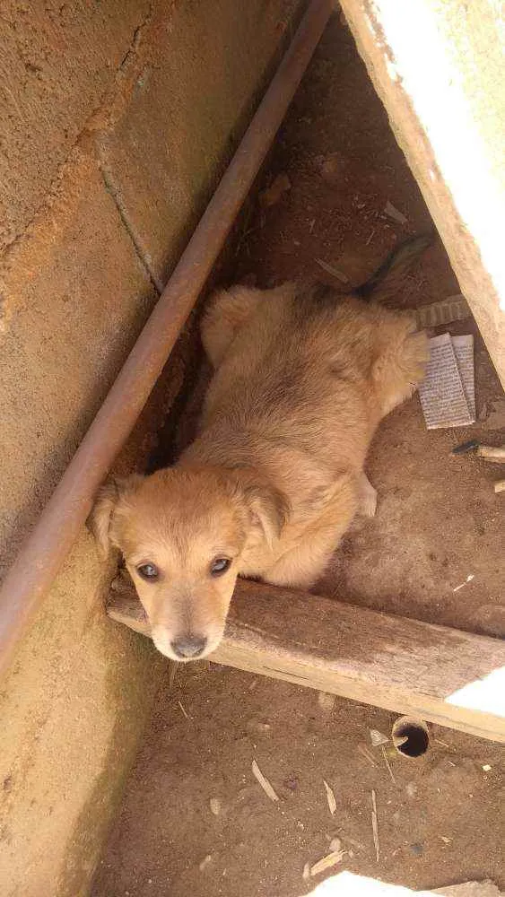 Cachorro ra a Sem raça idade Abaixo de 2 meses nome São filhotes