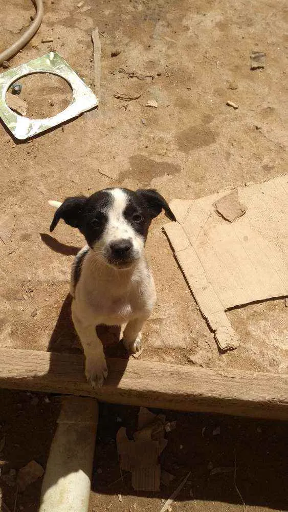 Cachorro ra a Sem raça idade Abaixo de 2 meses nome São filhotes