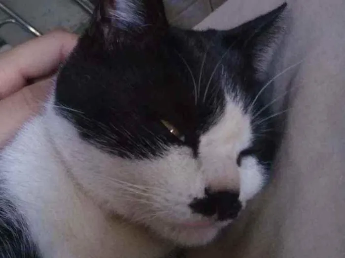 Gato ra a Vira-lata idade 2 anos nome Bebê 