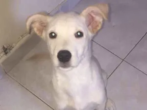 Cachorro raça SRD-ViraLata idade 2 a 6 meses nome Apolo