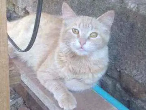 Gato ra a Vira-lata idade 7 a 11 meses nome Amarelinha