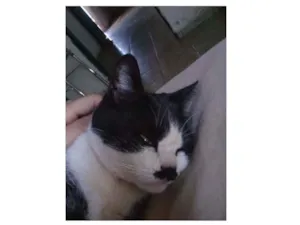 Gato raça Vira-lata idade 2 anos nome Bebê 