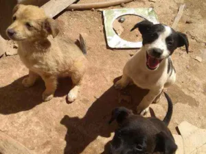 Cachorro raça Sem raça idade Abaixo de 2 meses nome São filhotes