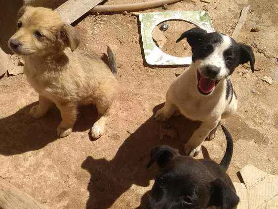 Cachorro ra a Sem raça idade Abaixo de 2 meses nome São filhotes