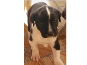 Cachorro raça SRD idade Abaixo de 2 meses nome Honda